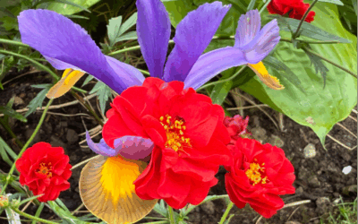 Summer 2025 Newsletter