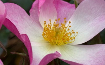 Spring 2026 Newsletter