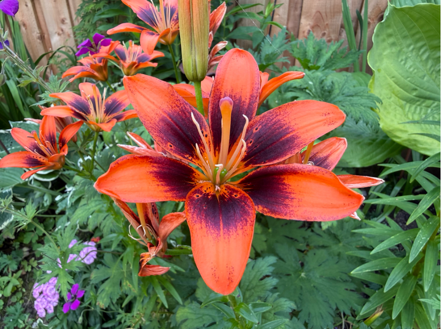 Close up image of an orange flower.